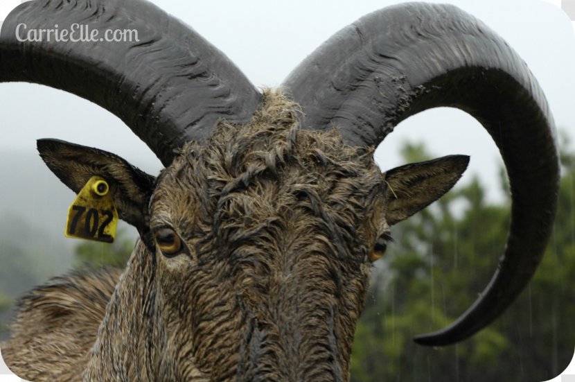 Sheep Goat Cattle Horn Snout - Animal - Emu Transparent PNG