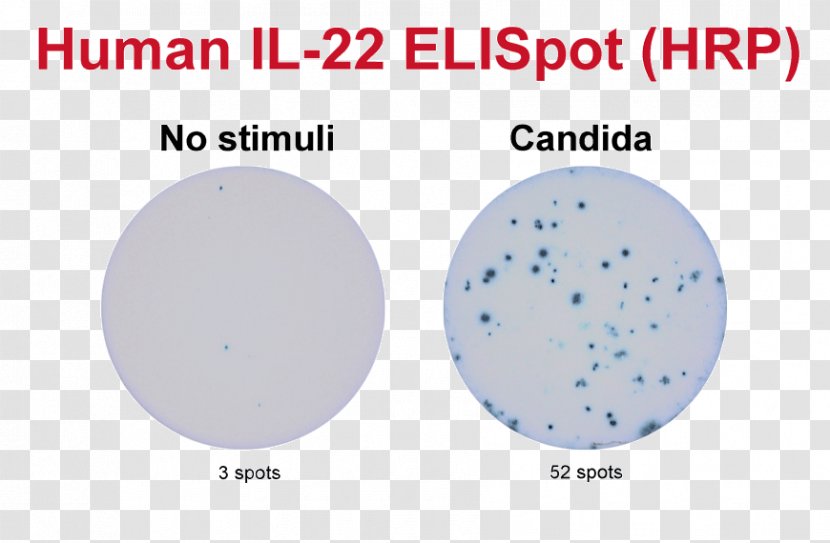 ELISPOT Assay B Cell Granzyme Secretion Transparent PNG