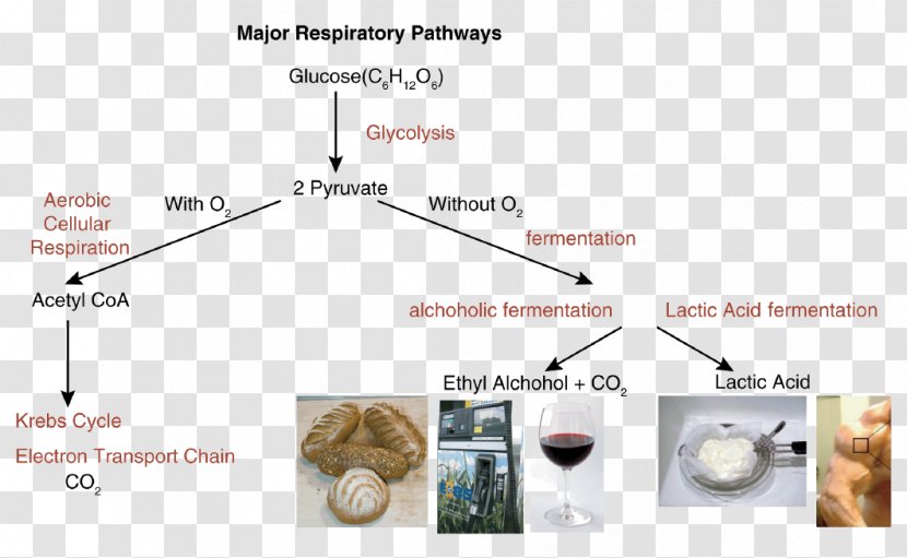 Cellular Respiration Anaerobic Lactic Acid Fermentation Glycolysis - Organism Transparent PNG