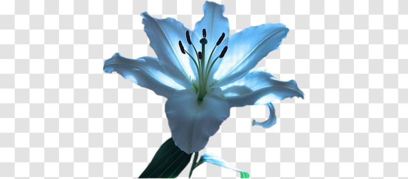 Lilium Animation Perfume Flower - Plant Stem Transparent PNG