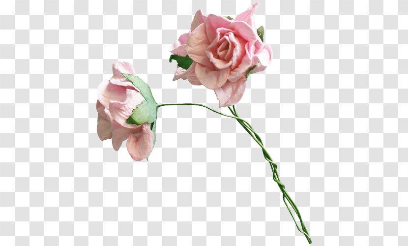 Garden Roses Floral Design Flower Centifolia - Rose Order Transparent PNG