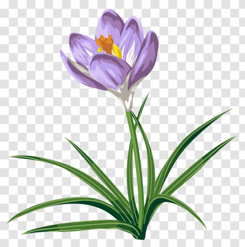 Crocus Vernus Chrysanthus Flower Clip Art - Tulip - Transparent Transparent PNG