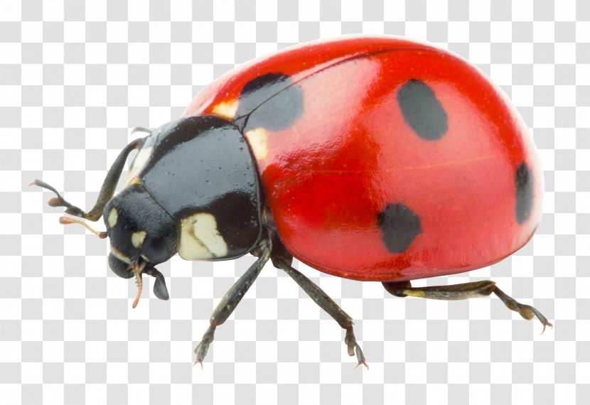 Ladybird - Rendering - Ladybug Transparent PNG