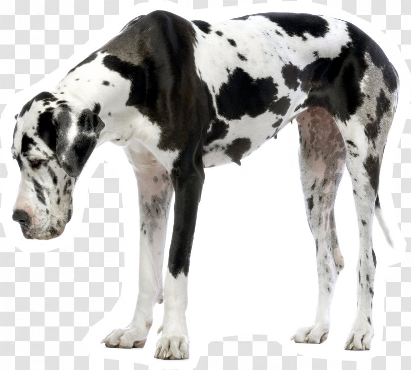 Great Dane Puppy Dogo Argentino Siberian Husky Dalmatian Dog - Breed Transparent PNG