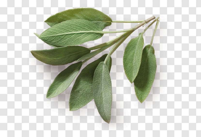 Herb Taste Spice Food Common Sage - Leaf Transparent PNG