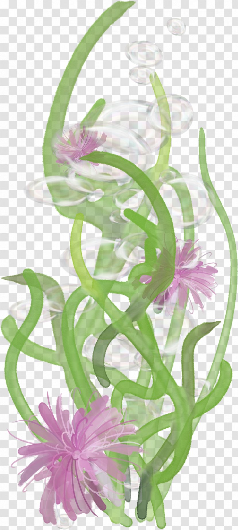 Rattan Floral Design Clip Art - Photography - Algae Plant Transparent PNG