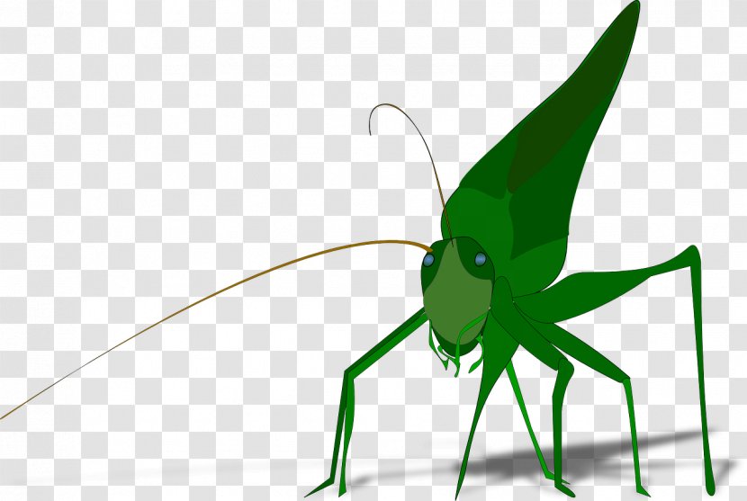 Grasshopper Clip Art - Insect - Green Cricket Transparent PNG