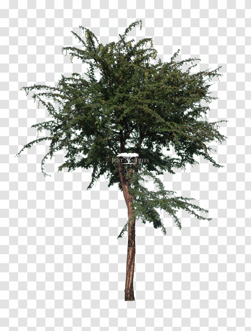 Gum Arabic Tree Acacia Vachellia Leucophloea Karroo - Woody Plant Transparent PNG