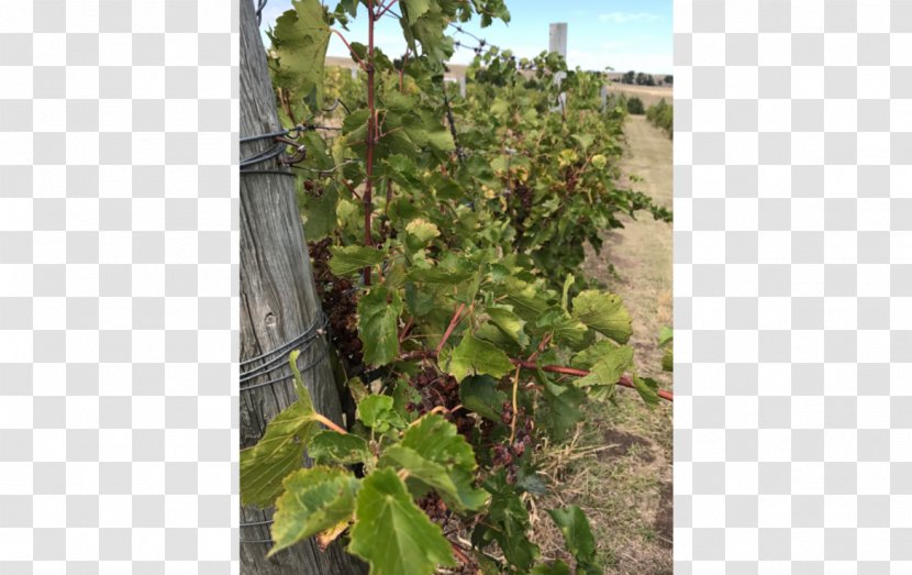 Sage Hill Vineyard & Winery Common Grape Vine Lashley Land And Recreational Brokers Winemaker - Agriculture - Landed Estate Transparent PNG