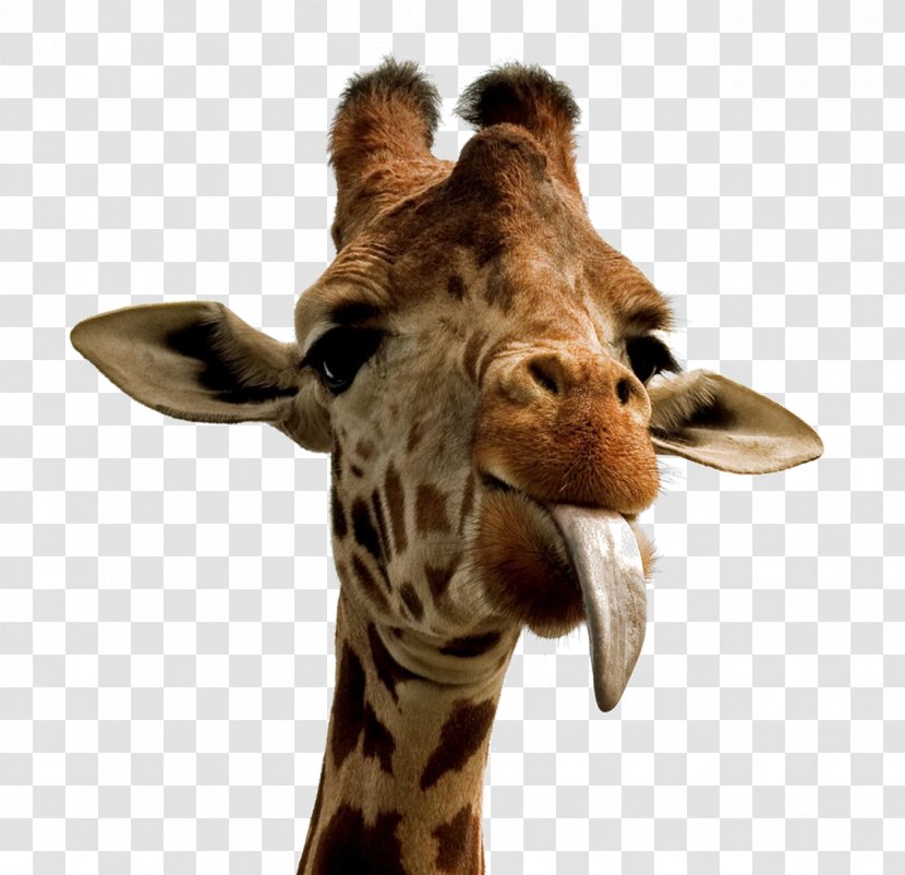 Giraffe Desktop Wallpaper Cuteness High-definition Video - Neck Transparent PNG