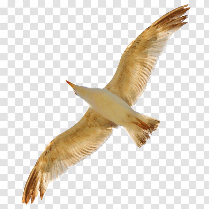 Bird Gulls Swan Goose Beak - Photography - Birds Transparent PNG