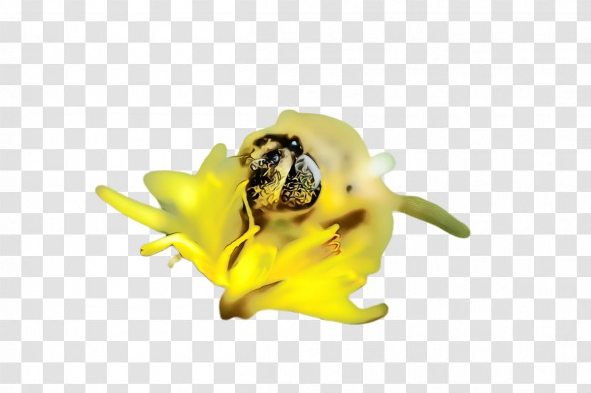 Yellow Flower Plant Bee Membrane-winged Insect - Petal Flowering Transparent PNG