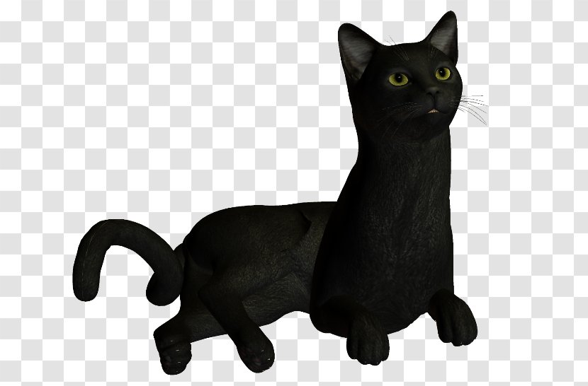 Korat Black Cat Whiskers Domestic Short-haired - Small To Medium Sized Cats - Stuffed Toy Transparent PNG