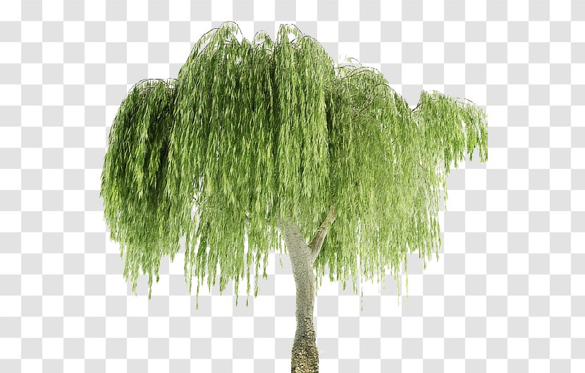 Weeping Willow Tree Plant Leaf Transparent PNG