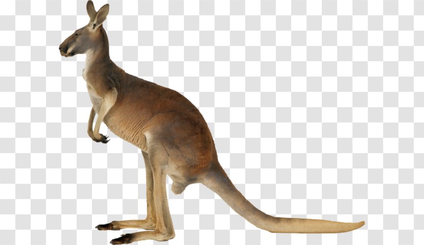 Macropods Kangaroo Clip Art Koala - Terrestrial Animal Transparent PNG
