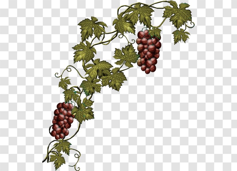 Common Grape Vine Wine Concord Transparent PNG