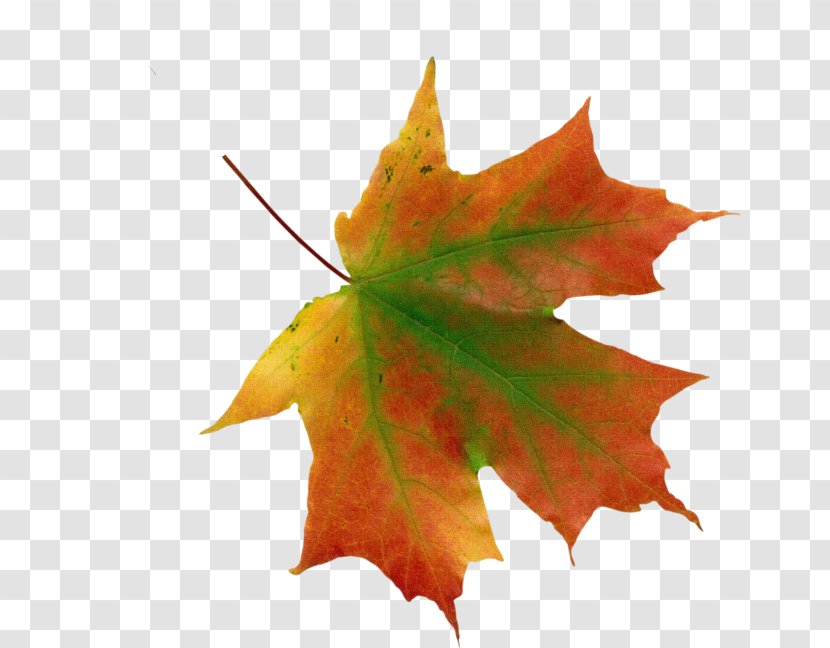 Clip Art Psd Transparency Autumn Leaf Color - Maple Icon Transparent PNG