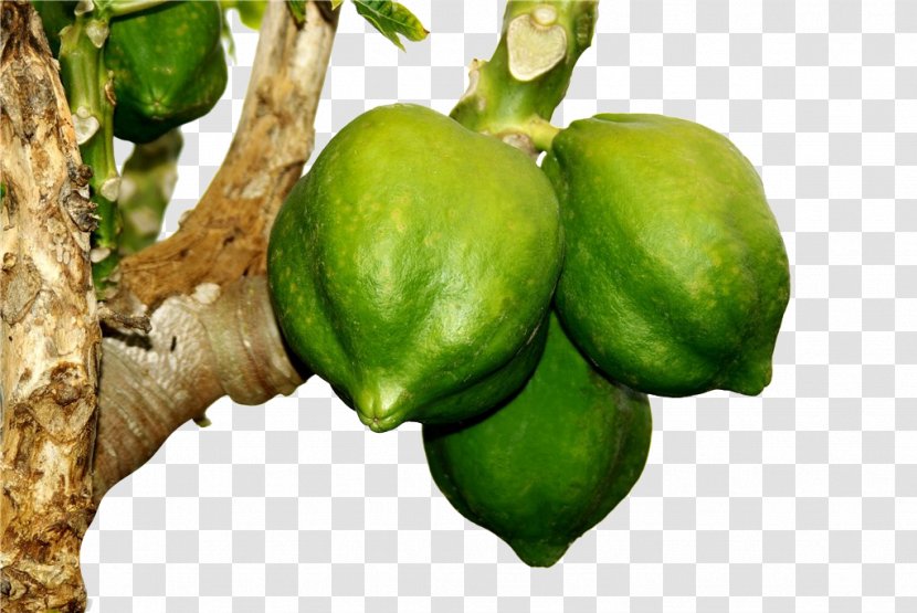 Papaya Milkshake Lime Fruit Auglis - Frame - On Trees Transparent PNG