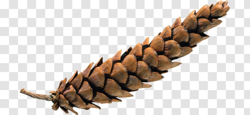 Clip Art - Paintshop Pro - Pinecone Transparent PNG