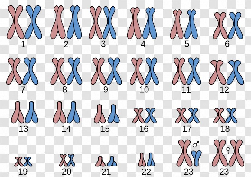 Karyotype Chromosome 21 Turner Syndrome Abnormality - 22 - Angel Man Transparent PNG