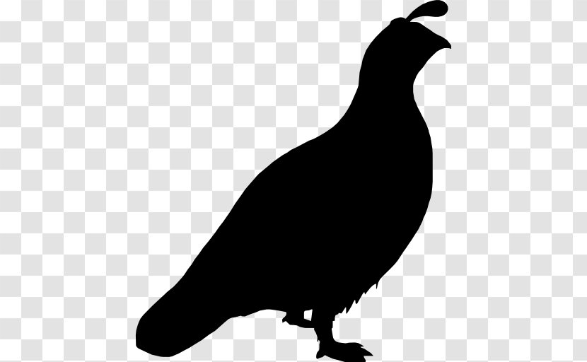 Quail Bird Columbidae - Black And White Transparent PNG