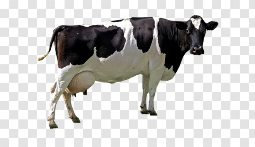 Holstein Friesian Cattle Image Resolution Sticker File Formats - Display Transparent PNG