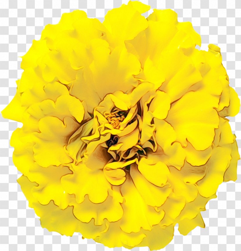 Yellow Flower Tagetes Petal Cut Flowers - Zinnia English Marigold Transparent PNG