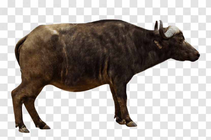 African Buffalo Stock Photography Royalty-free Image American Bison - Tapir - Buffalos Ornament Transparent PNG
