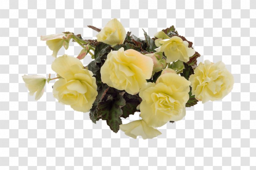 Garden Roses Cut Flowers White Color - Bedding - Fragrant Transparent PNG