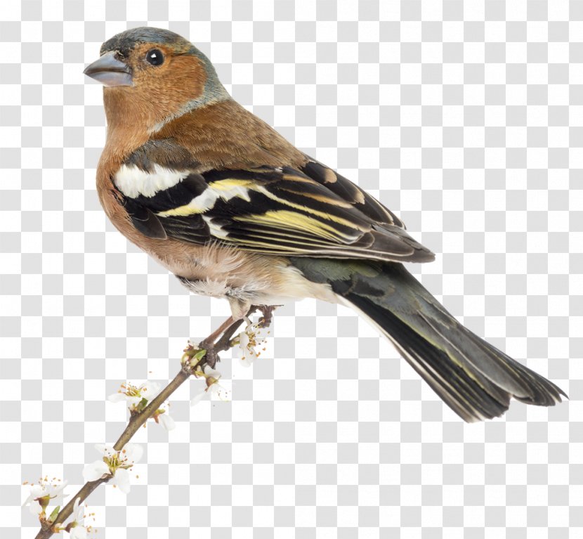 Brambling House Sparrow Finches Bird Common Chaffinch - Stock Photography Transparent PNG