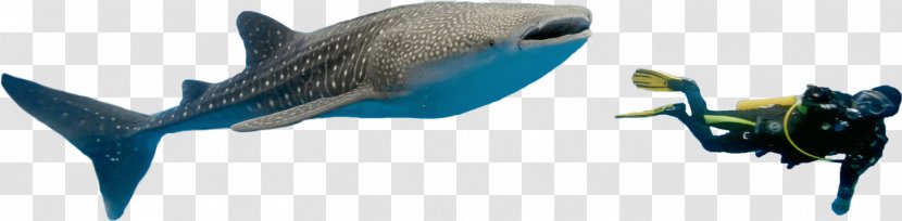 Fish Marine Mammal Beak Microsoft Azure - Animal - Diving Sloth Transparent PNG