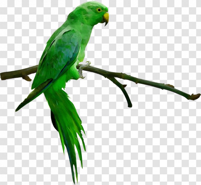 Budgerigar Macaw Parrot Bird Parakeet - Lovebird Transparent PNG