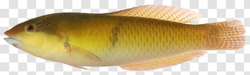 Fish Animal - Organism Transparent PNG