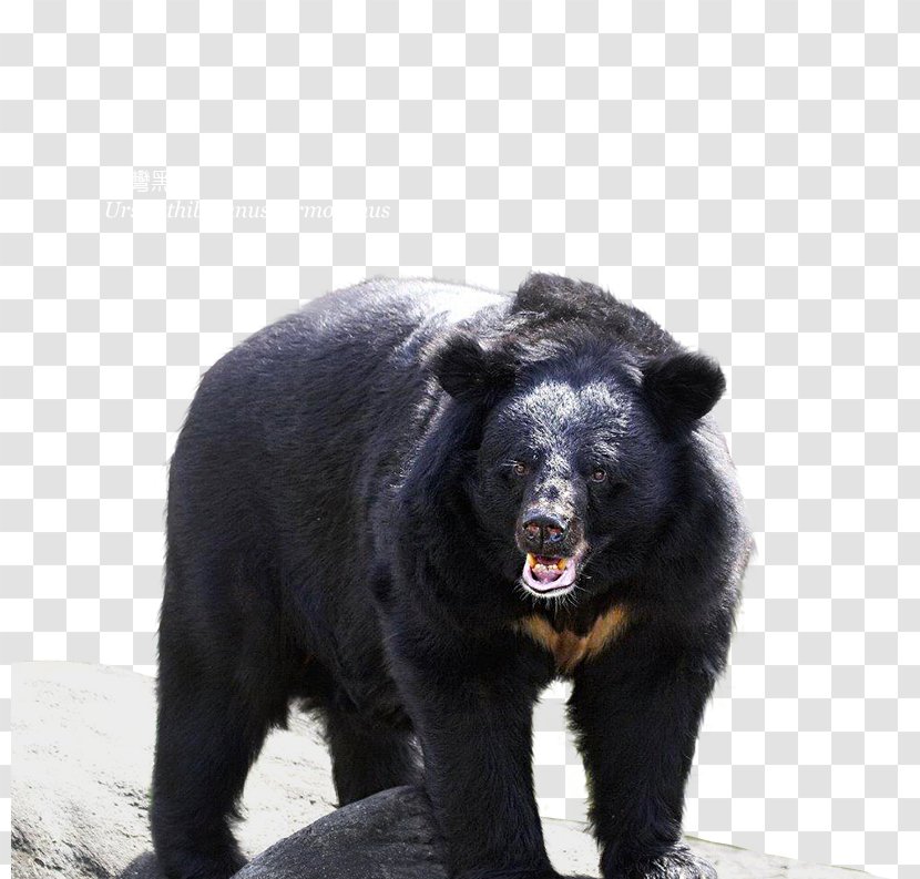 American Black Bear Grizzly Basabizitza Conservation Movement - Forestry - Brown Transparent PNG