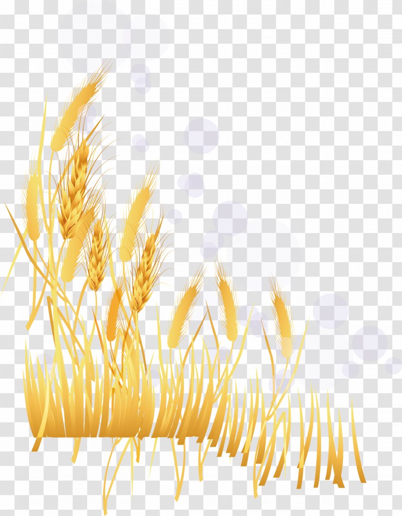 Wheat Illustration - Food Grain - Vector Golden Transparent PNG