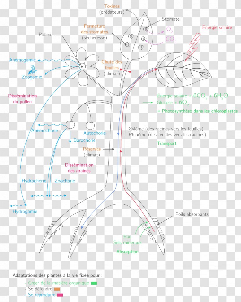 Diagram Tree Transparent PNG