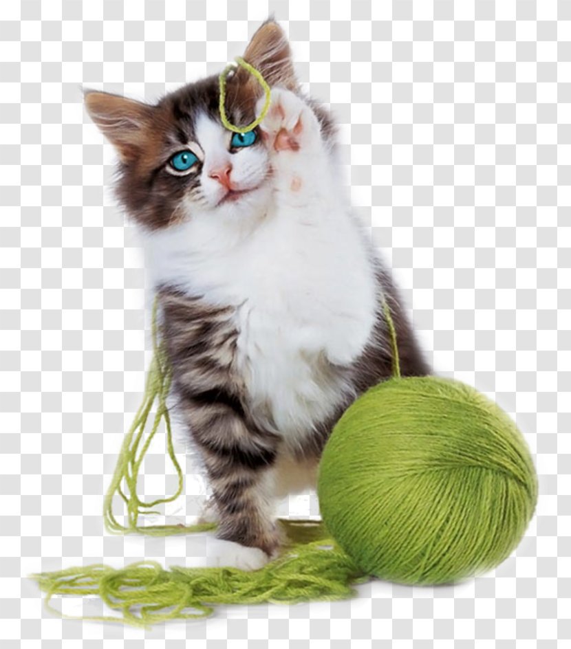Kitten Cat Play And Toys Yarn Cuteness Transparent PNG