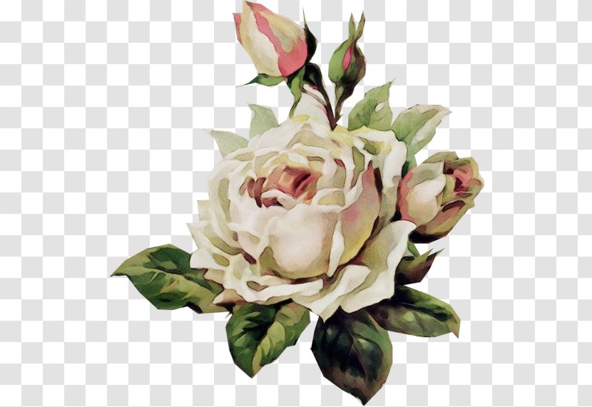 Garden Roses - Cut Flowers - Rose Family Petal Transparent PNG