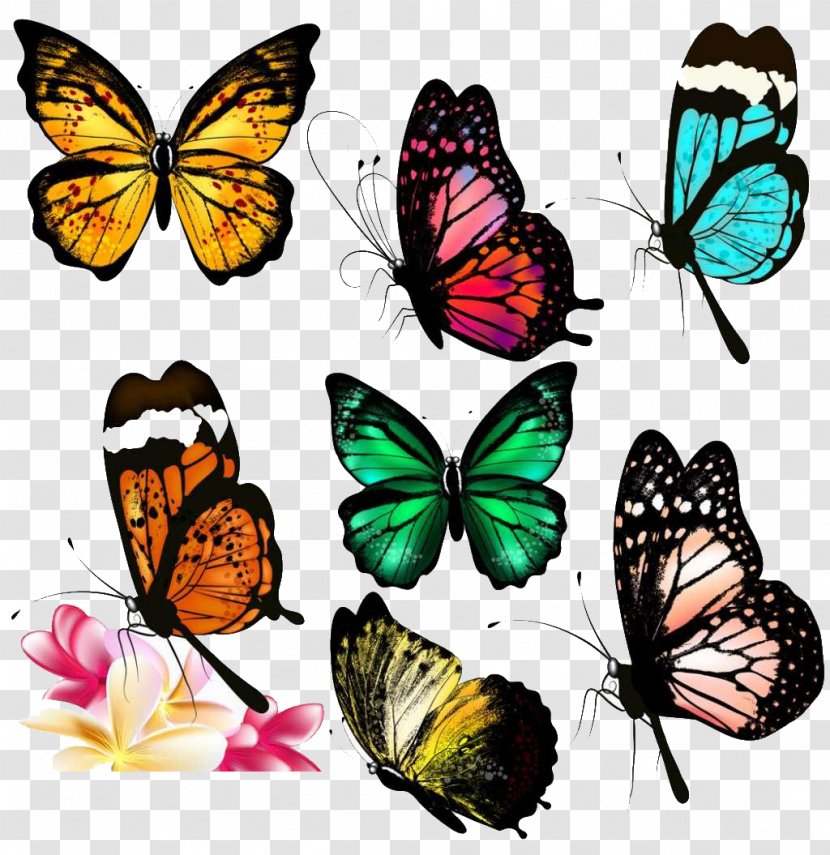 Butterfly Drawing Clip Art - Stock Photography Transparent PNG