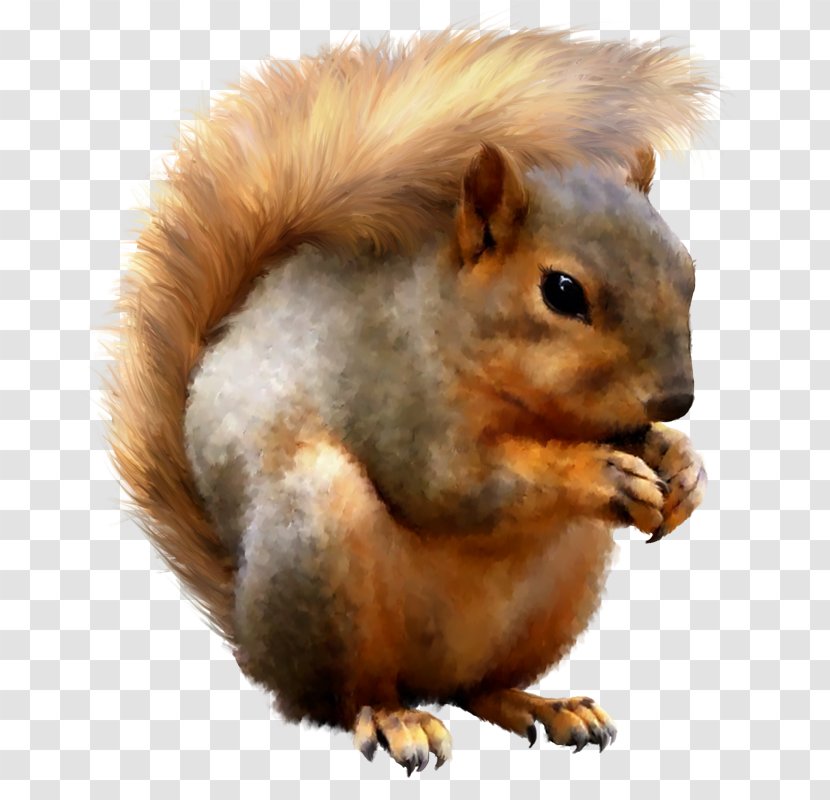 Fox Squirrel Red Tree Photoshop Contest - Rodent - Squirell Transparent PNG