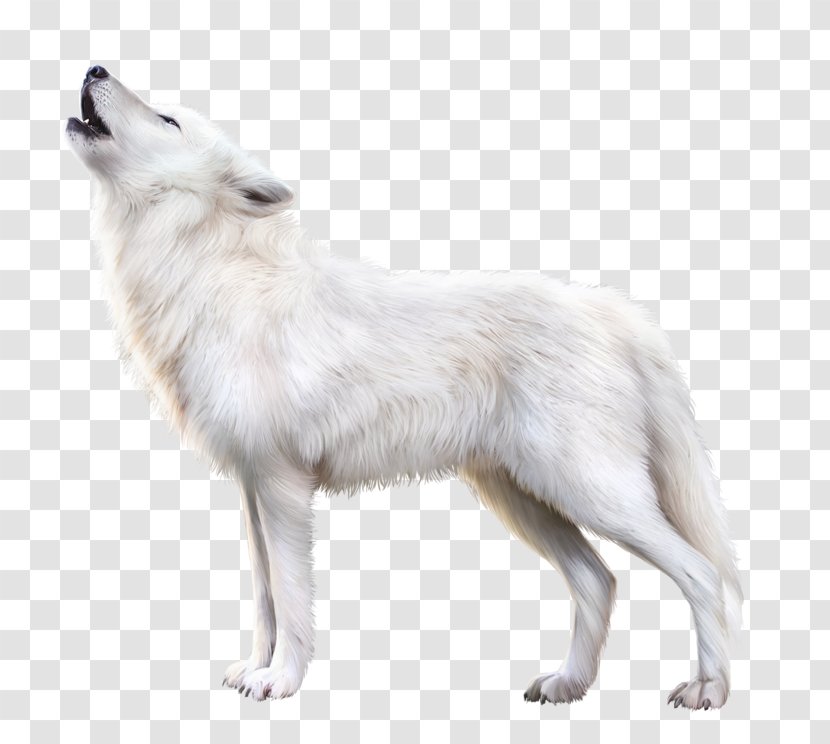 Arctic Fox Alaskan Tundra Wolf Wolfdog - Fur Transparent PNG