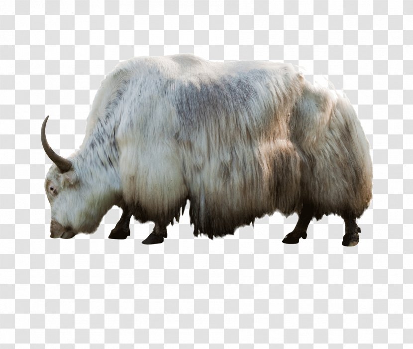 Domestic Yak Bird Reptile Deer Mammal - Cattle Like - Bison Picture Transparent PNG