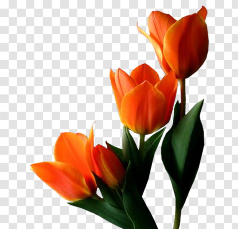 Tulips In A Vase Flower Clip Art - Petal - Tulip Transparent PNG