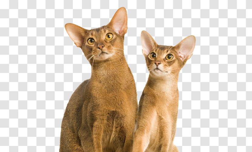 Abyssinian Oriental Shorthair Chausie Javanese Cat German Rex - British - Kitten Transparent PNG