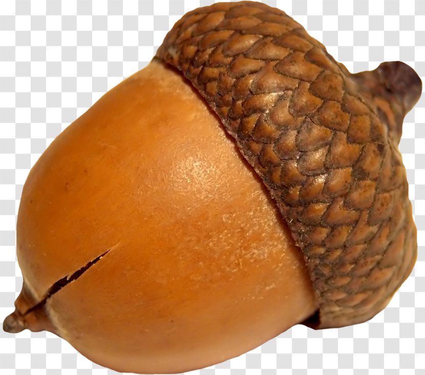 Acorn Calybium And Cupule Oak - Nuts Seeds - Image Transparent PNG