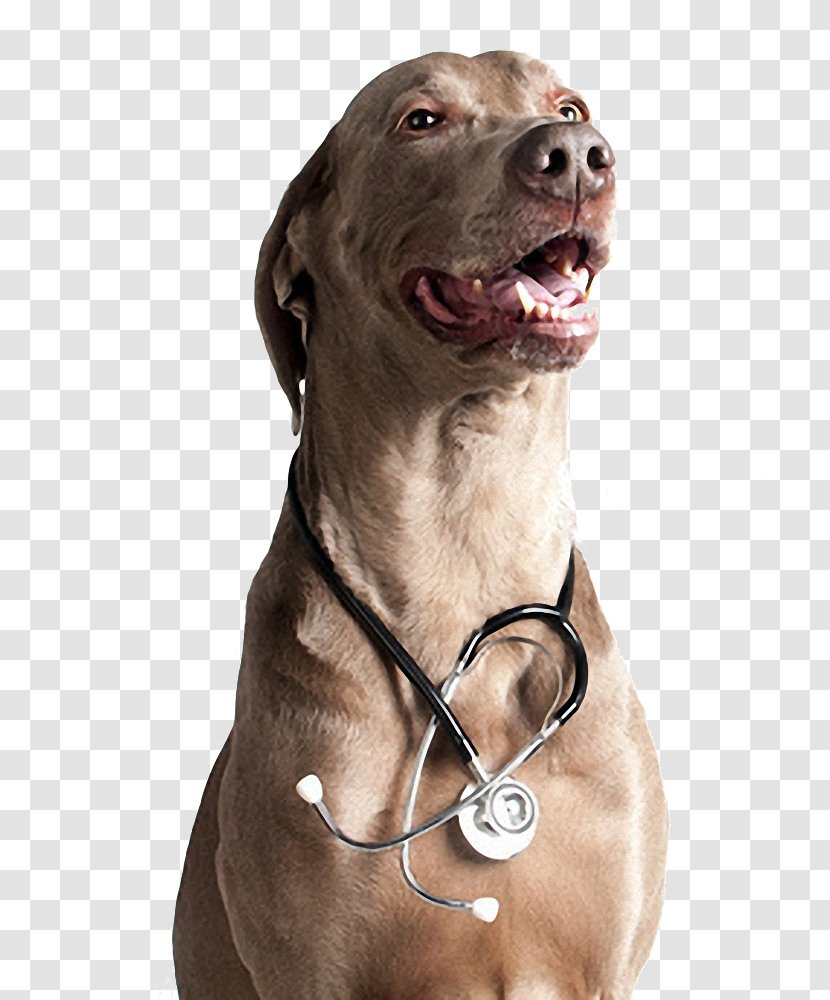 Dog Breed Weimaraner Neurology Medicine Veterinarian - Beech House Vets Transparent PNG