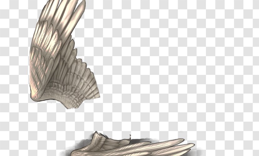 Wood /m/083vt - Feather Transparent PNG