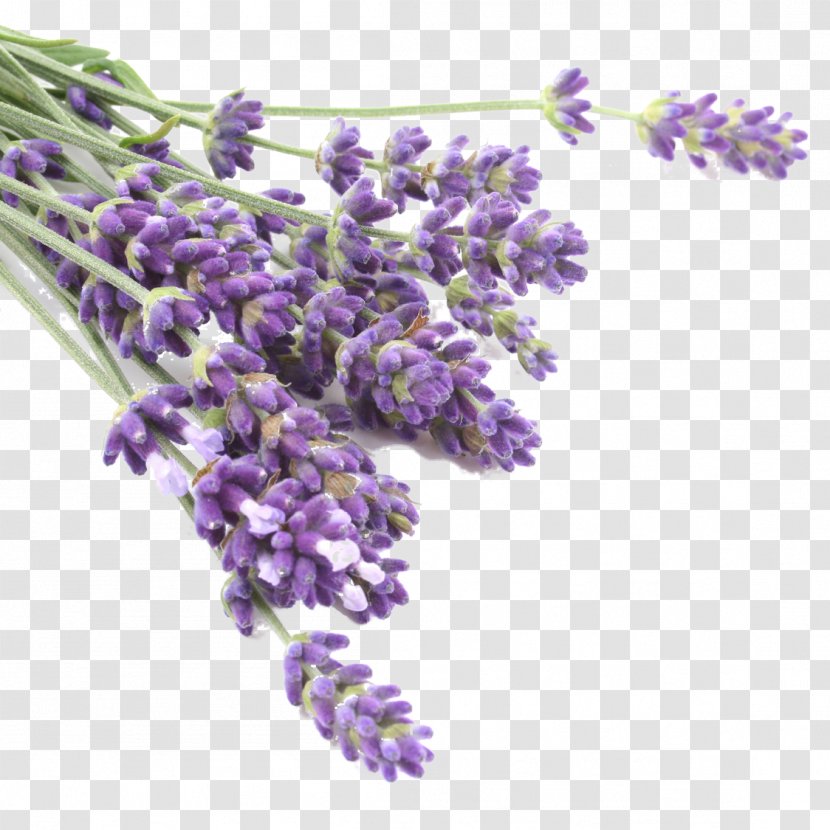 Lavender Oil Essential Skin Care - French Transparent PNG