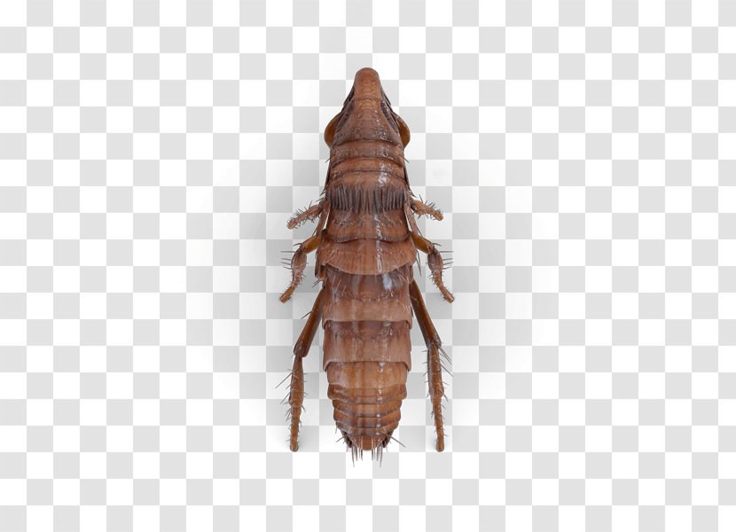 Cockroach Flea Beetle Hornet Pest - Organism - Carpet Top View Transparent PNG