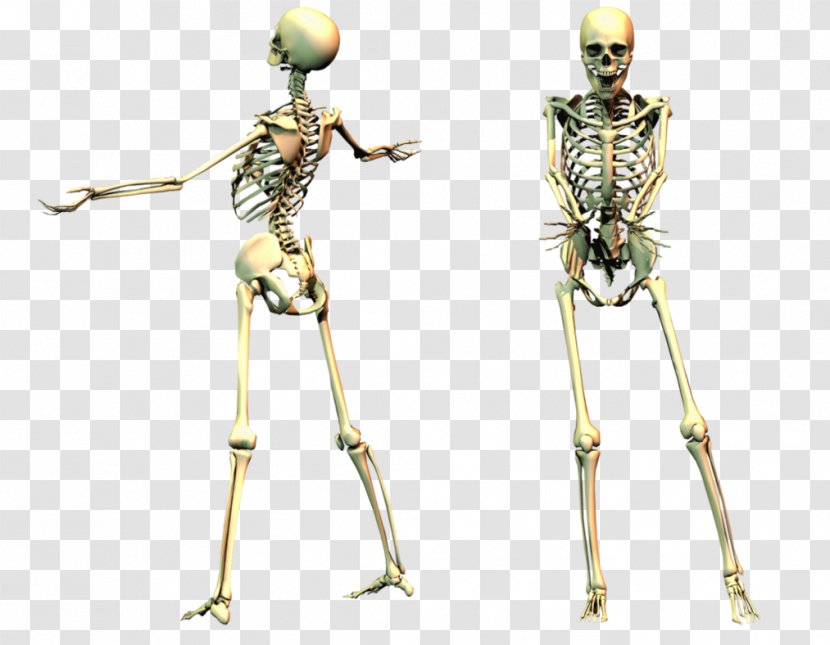 Human Skeleton Desktop Wallpaper - Spooky Transparent PNG